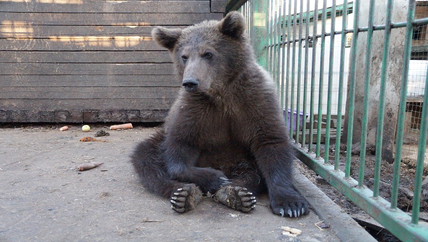 Cтавшая знаменитостью волгоградская медведица уехала в реабилитационный центр 